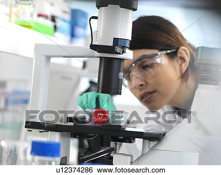 Female cell biologist placing a flask containing stem cells, cultivated in red growth medium, under a microscope. View Large Photo Image Stock Photograph - Female cell biologist placing a flask containing stem cells, cultivated in red growth medium, under a microscope.. Fotosearch