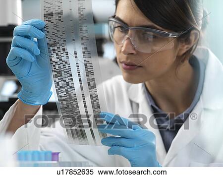 Stock Photography - Female scientist viewing an autoradiogram gel during an experiment in the laboratory.. Fotosearch