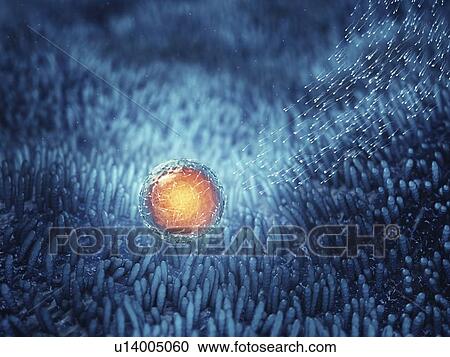 Fertilization, illustration View Large Photo Image Stock Image - Fertilization, illustration. Fotosearch