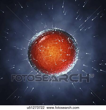 Stock Image - Fertilization, illustration. Fotosearch