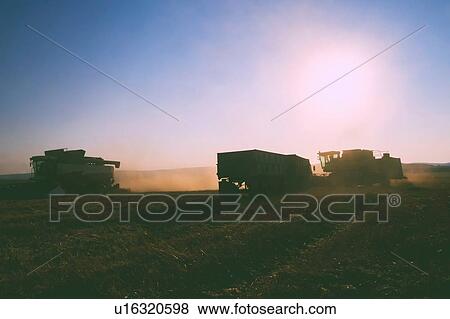 Stock Photo - Field landscape of wheat field harvesting with combine harvester and trailer at sunset. Fotosearch