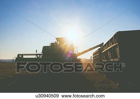Stock Photo - Field landscape of wheat field harvesting with combine harvester and trailer at sunset. Fotosearch
