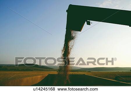 Field landscape with combine harvester pouring cereal grain into truck View Large Photo Image Stock Photo - Field landscape with combine harvester pouring cereal grain into truck. Fotosearch