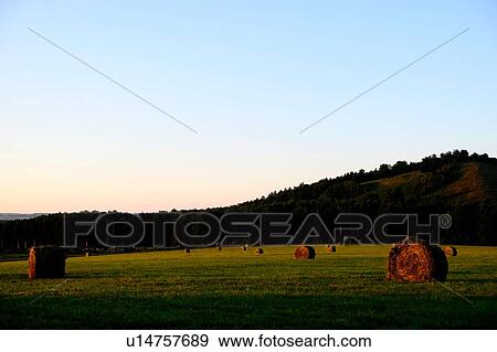 Stock Photo - Field landscape with round harvested straw bales. Fotosearch