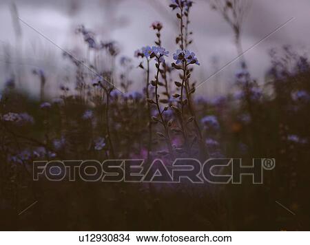 Field of purple wildflowers at dusk, close up detail View Large Photo Image Picture - Field of purple wildflowers at dusk, close up detail. Fotosearch