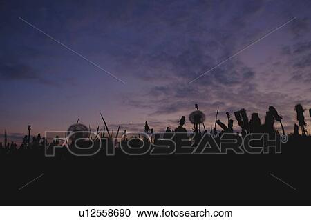 Field of silhouetted dandelions against evening sky View Large Photo Image Stock Image - Field of silhouetted dandelions against evening sky. Fotosearch