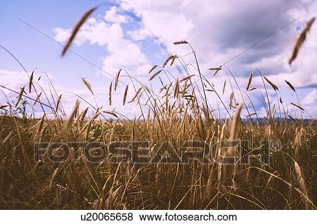 Field of wheat, close up View Large Photo Image Stock Photo - Field of wheat, close up. Fotosearch