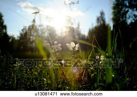 Stock Image - Field with backlit white wildflowers, close up. Fotosearch