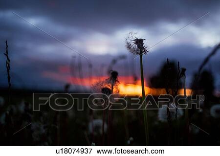 Field with dandelions at sunset, close up detail View Large Photo Image Stock Photo - Field with dandelions at sunset, close up detail. Fotosearch