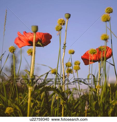 Field with red poppies against blue sky, close up View Large Photo Image Stock Image - Field with red poppies against blue sky, close up. Fotosearch