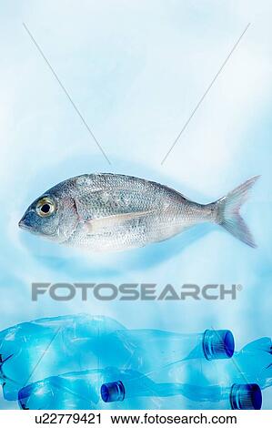 Stock Image - Fish and plastic pollution conceptual image. Dead sea bream.. Fotosearch