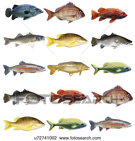 Fish chart View Large Photo Image Stock Image - Fish chart. Fotosearch