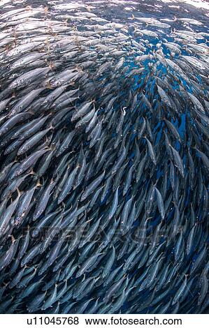 Stock Photo - Fish in baitball in sea. Fotosearch