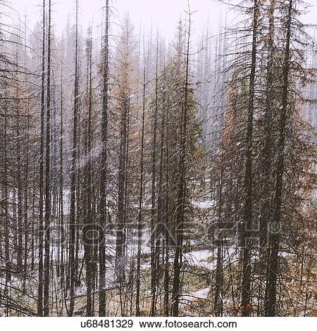 Forest in winter, Ural, Sverdlovsk, Russia View Large Photo Image Stock Photo - Forest in winter, Ural, Sverdlovsk, Russia. Fotosearch