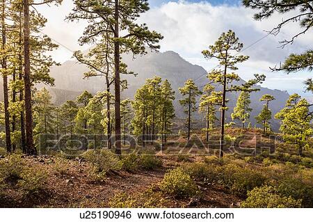 Forest landscape with mist, Mogan, Canary Islands, Spain View Large Photo Image Stock Photograph - Forest landscape with mist, Mogan, Canary Islands, Spain. Fotosearch