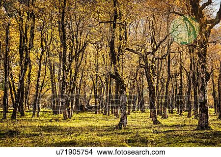 Forest of ancient maple trees, Karwendel region, Hinterriss, Tirol, Austria View Large Photo Image Picture - Forest of ancient maple trees, Karwendel region, Hinterriss, Tirol, Austria. Fotosearch