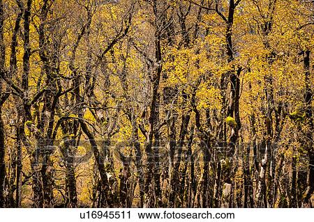 Forest of ancient maple trees, Karwendel region, Hinterriss, Tirol, Austria View Large Photo Image Stock Image - Forest of ancient maple trees, Karwendel region, Hinterriss, Tirol, Austria. Fotosearch