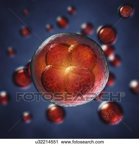 Four-cell embryo, illustration View Large Photo Image Stock Image - Four-cell embryo, illustration. Fotosearch