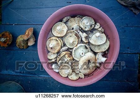 Fresh wild mushrooms in pink bowl, overhead view View Large Photo Image Stock Photo - Fresh wild mushrooms in pink bowl, overhead view. Fotosearch