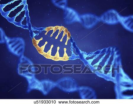 Genetic engineering, conceptual illustration View Large Photo Image Stock Image - Genetic engineering, conceptual illustration. Fotosearch