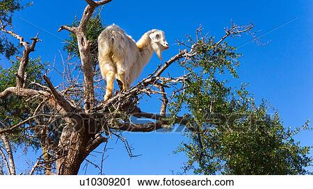 Stock Image - Goat on Argan tree (Argania spinosa), Marrakech, Morocco. Fotosearch