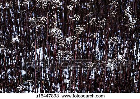 Stock Image - Goldenrod plants in winter, detail. Fotosearch