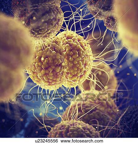 Gonorrhoea bacteria, illustration View Large Photo Image Stock Photograph - Gonorrhoea bacteria, illustration. Fotosearch
