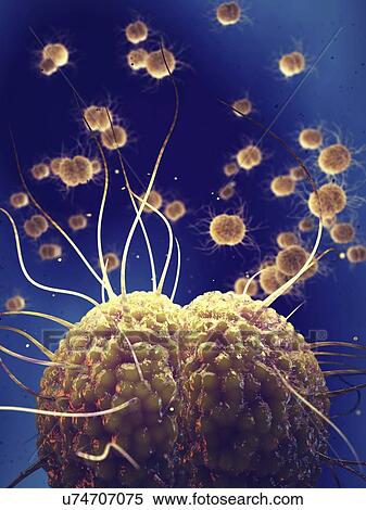 Gonorrhoea bacteria, illustration View Large Photo Image Stock Photography - Gonorrhoea bacteria, illustration. Fotosearch