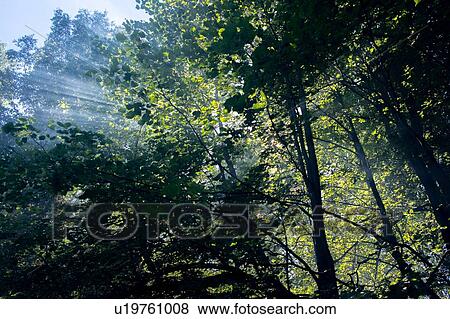 Green forest tree tops and sun rays, low angle view View Large Photo Image Stock Photo - Green forest tree tops and sun rays, low angle view. Fotosearch