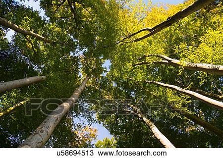 Stock Image - Green treetops and canopy, low angle view. Fotosearch