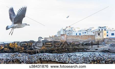 Stock Photograph - Gulls in flight, Essaouira, Morocco. Fotosearch