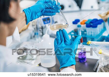 Stock Image - Hands in gloves of female scientist in laboratory shake glass flasks with dissolved samples of the soil. Agrochemical examination of soil.. Fotosearch