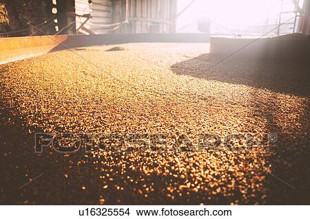 Harvested cereal grain in sunlit barn View Large Photo Image Picture - Harvested cereal grain in sunlit barn. Fotosearch