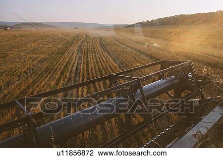 Harvested field landscape view from combine harvester View Large Photo Image Stock Image - Harvested field landscape view from combine harvester. Fotosearch