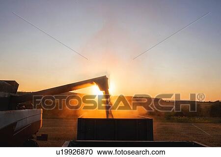 Stock Image - Harvester operating on farm at sunrise. Fotosearch