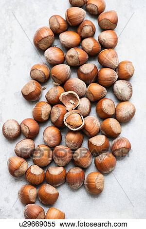 Stock Photography - Hazelnuts. Fotosearch