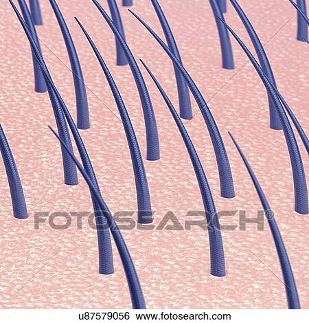 Healthy human scalp and hair strands, illustration. View Large Photo Image Stock Photograph - Healthy human scalp and hair strands, illustration.. Fotosearch