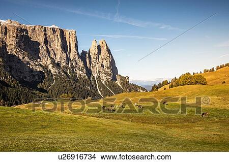 Picture - Herd of cows in distance, Schlern-Rosengarten on Seiser Alm, Dolomites, Siusi, Trentino-Alto Adige, Italy. Fotosearch