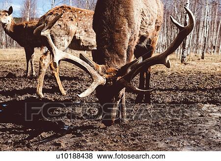 Stock Photo - Herd of deer grazing in forest, Ural, Sverdlovsk, Russia. Fotosearch