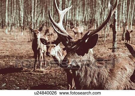 Stock Photograph - Herd of deer in forest, Ural, Sverdlovsk, Russia. Fotosearch