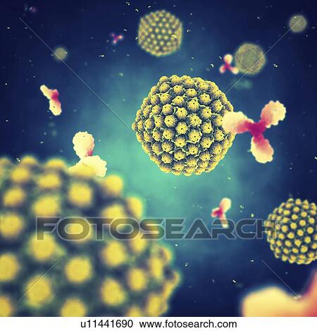 Herpes viruses and antibodies, illustration View Large Photo Image Stock Image - Herpes viruses and antibodies, illustration. Fotosearch