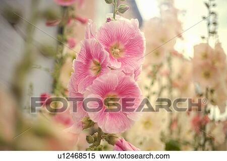 Stock Photography - Hollyhock blooms. Fotosearch