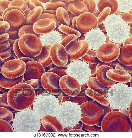 Stock Image - Human blood cells, illustration. Fotosearch