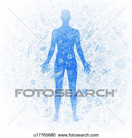 Stock Image - Human body biomes, illustration. Fotosearch