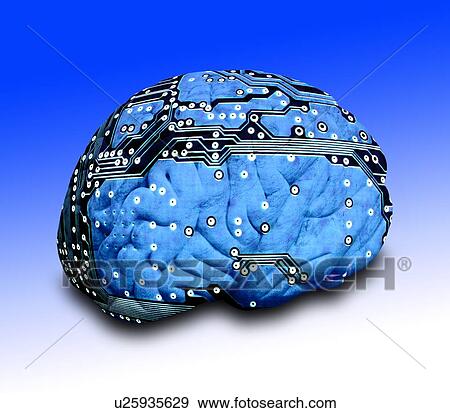 Human brain and circuit board View Large Photo Image Stock Photo - Human brain and circuit board. Fotosearch