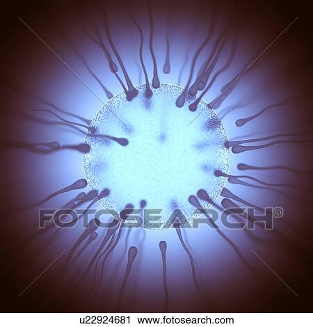 Human egg and sperm, illustration View Large Photo Image Stock Image - Human egg and sperm, illustration. Fotosearch