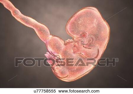 Human embryo, 7 weeks, illustration View Large Photo Image Stock Photography - Human embryo, 7 weeks, illustration. Fotosearch