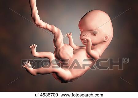 Stock Image - Human embryo, 8 weeks, illustration. Fotosearch