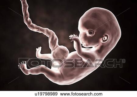 Human embryo, 8 weeks, illustration View Large Photo Image Stock Photo - Human embryo, 8 weeks, illustration. Fotosearch