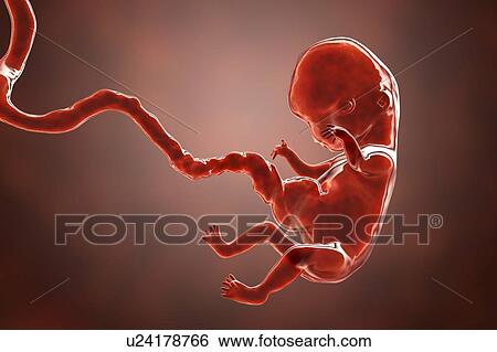 Human embryo, 8 weeks, illustration View Large Photo Image Stock Photograph - Human embryo, 8 weeks, illustration. Fotosearch